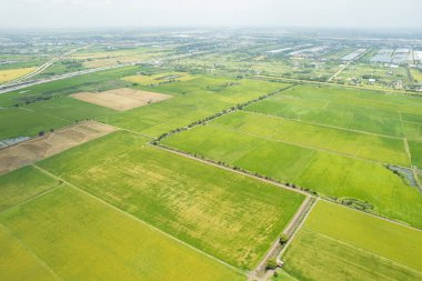 Pirinç tarlasının uçan insansız hava aracı yeşil desenli doğa arka planı, pirinç tarlası.
