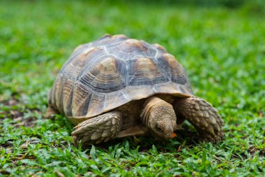 Sucata tortoise on the groun