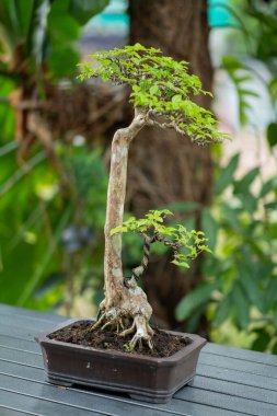 Tencerede küçük bir ağaç var