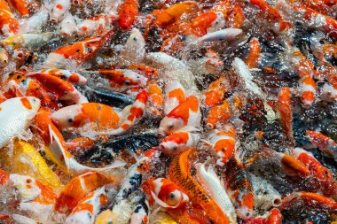 sazan balığı havuzu arka planı, renkli arka plan, süslü sazan balığı.