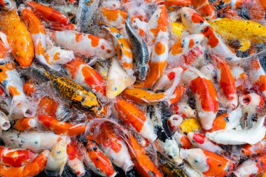 sazan balığı havuzu arka planı, renkli arka plan, süslü sazan balığı.