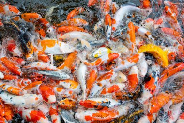 sazan balığı havuzu arka planı, renkli arka plan, süslü sazan balığı.