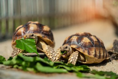 Sucata kaplumbağası doğayla iç içe sebze yiyor.