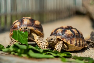 Sucata kaplumbağası doğayla iç içe sebze yiyor.