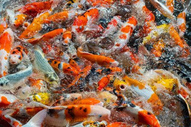 sazan balığı havuzu arka planı, renkli arka plan, süslü sazan balığı.