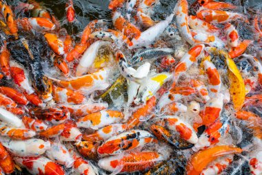 sazan balığı havuzu arka planı, renkli arka plan, süslü sazan balığı.