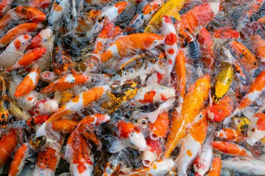 sazan balığı havuzu arka planı, renkli arka plan, süslü sazan balığı.