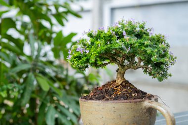 Tencerede küçük bir ağaç var