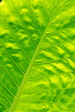 yeşil yapraklar duvar arkaplanı, yaprak duvar doğa arkaplanı