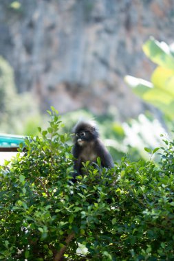Ağaçtaki maymun, vahşi yaşam