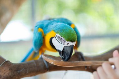 Bulanık geçmişi olan yakın plan papağan, doğa kuşu, macar