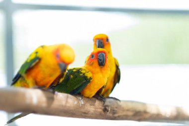 Bulanık geçmişi olan yakın plan papağan, doğa kuşu, macar