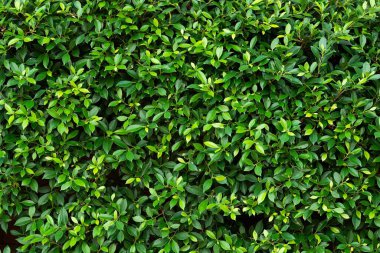 yeşil yapraklar duvar arkaplanı, yaprak duvar doğa arkaplanı