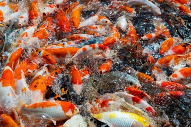 sazan balığı havuzu arka planı, renkli arka plan, süslü sazan balığı.