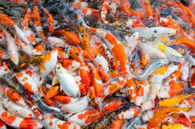 sazan balığı havuzu arka planı, renkli arka plan, süslü sazan balığı.