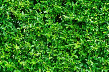 yeşil yapraklı duvar arkaplanı, yaprak duvarlı doğa sıralı