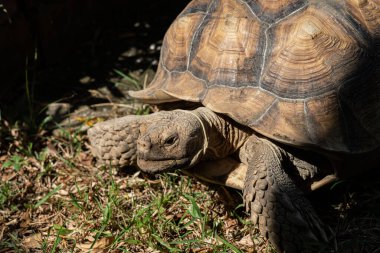Sucata kaplumbağası yerde, yaklaş, anima
