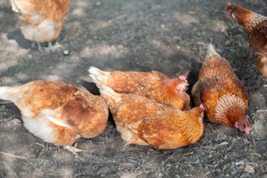 Tavuk kümeste, tavuk çiftlikte