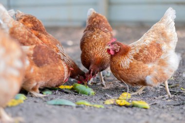 Tavuk kümeste, tavuk uzakta.