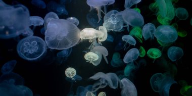 Akvaryumdaki denizanası, tehlikeli bir hayvan.