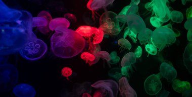 Akvaryumdaki denizanası, tehlikeli bir hayvan.