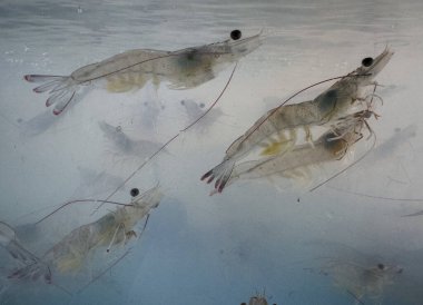 Karides yüzüyor, taze karides.