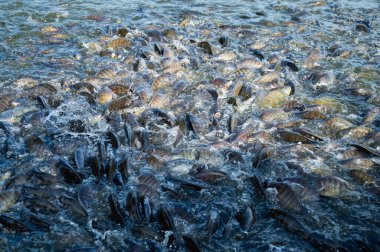 Nil Tilapia yemek yiyor, bir sürü balık.