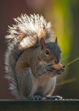 Squirrel. Gray fluffy North American Squirrel. Rodent is hungry. Squirrel eating a peanut nut. Feeding wild animals. Nature background. High resolution photo.
