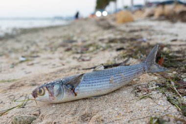Red Tide. Dead fish on the Gulf of Mexico. Florida natural disaster. Bad smell, rotten, putrid smell on the ocean beach or shore. Dangerous Red Tide for people and animals. Good for Florida news.
