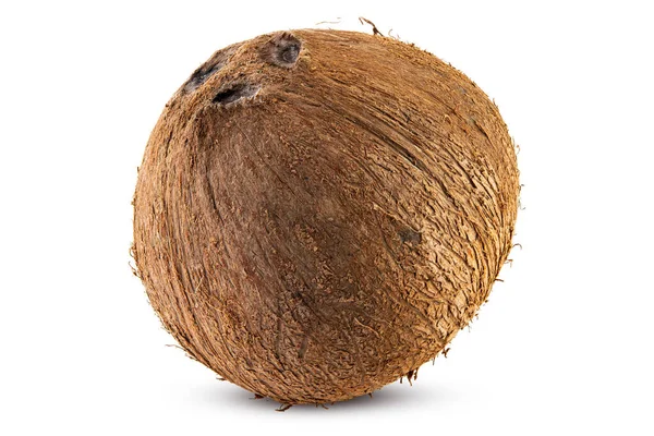 Kokosnöt Färsk Inte Knäckt Hela Kokosnöt Nötter Bra För Strimlad — Stockfoto