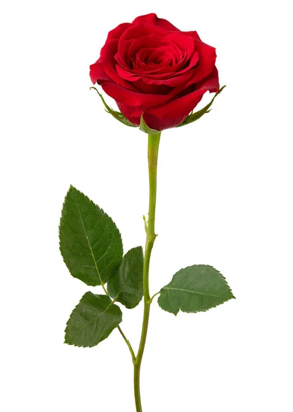 Röd Ros Rosenblomma Blommor För Blomsteraffär Växtblad Bra För Bukett — Stockfoto