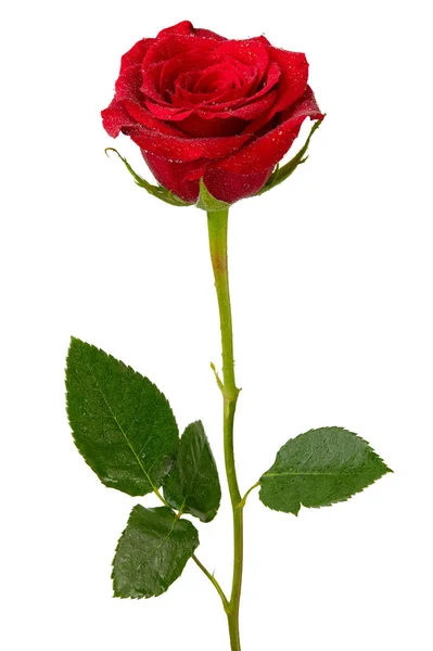 Röd Ros Vattendroppar Rosenblomma Blommor För Blomsteraffär Växtblad Bukett Bröllop — Stockfoto