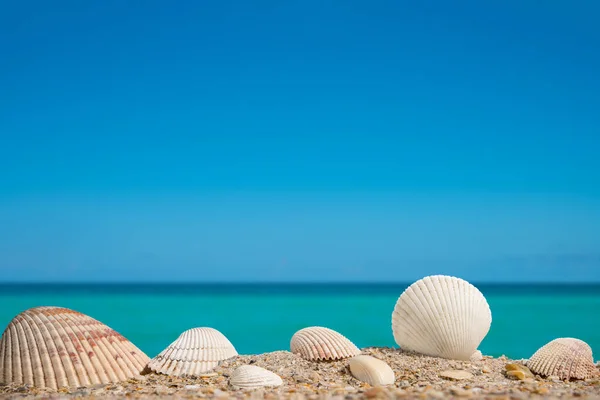 Beach. A seashell or sea shell. Beach sand with seashells. Panorama of ocean beach. Miami Beach Florida. Summer vacation concept for travel agency or post, greeting card. Atlantic ocean background