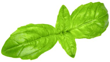 Fesleğen Taze yeşil fesleğen yaprakları. Fesleğen. Bitki ve baharat. Aromatik yeşil yapraklar. Sebzeli salata yapmak için bitkisel. Çiftlik tarımı. Doğal çiğ vejetaryen otu. Yemek fotoğrafı.