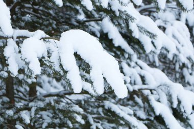 Ormandaki doğal bir Noel ağacının Noel süsleri. Beyaz doğal karla kaplı bir arka planda Noel ağacı süsleri..