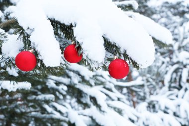 Ormandaki doğal bir Noel ağacının Noel süsleri. Beyaz doğal karla kaplı bir arka planda Noel ağacı süsleri..