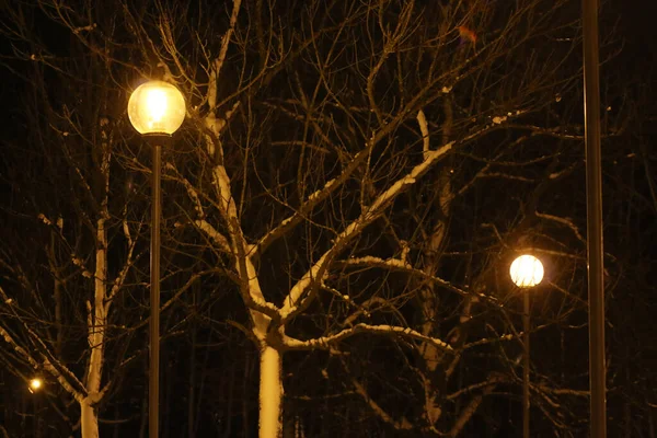 Δέντρο Βράδυ Στο Χειμερινό Χριστουγεννιάτικο Πάρκο Δέντρο Χειμώνα Φωτισμό Πλήρους — Φωτογραφία Αρχείου