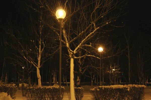 Kış Yılbaşı Parkında Akşamları Ağaç Kışın Ağaçta Tam Zamanlı Işıklandırma — Stok fotoğraf