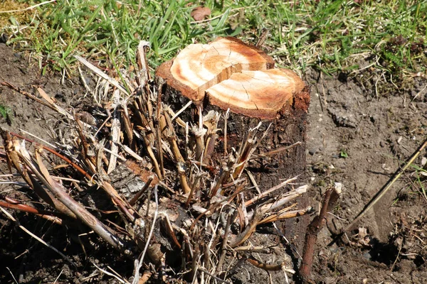 stock image An old rusty ax sticks out of a stump. A man is chopping wood with an axe.