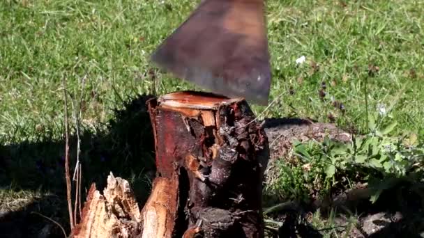 古い錆びた斧が切り株から突き出ている 斧で木を切る男 — ストック動画