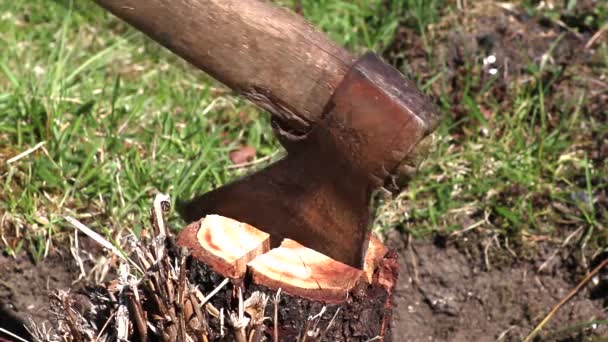 一把生锈的旧斧子从树桩上伸出来 一个人用斧头砍柴 — 图库视频影像