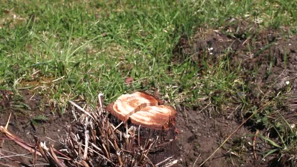 一个人用斧头和铲子连根拔起一个老树桩 从古树上清理花园 — 图库视频影像