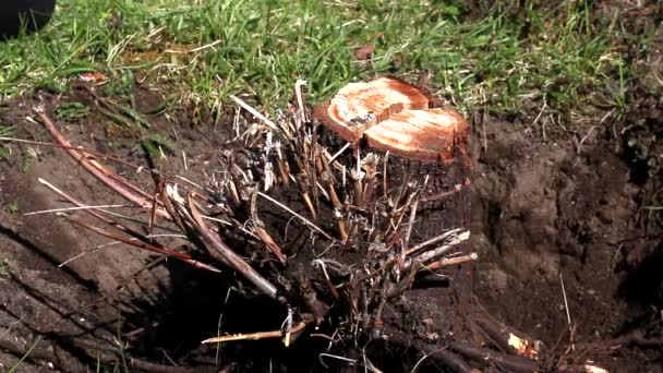 Man Uproots Old Stump Shovel Cleaning Garden Old Trees — Stock Video
