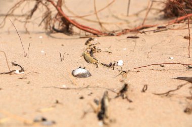 Fırtınadan sonra kumlu bir sahilde doğal kaos..