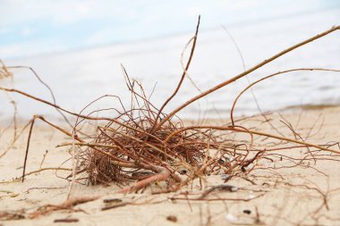 Fırtınadan sonra kumlu bir sahilde doğal kaos..
