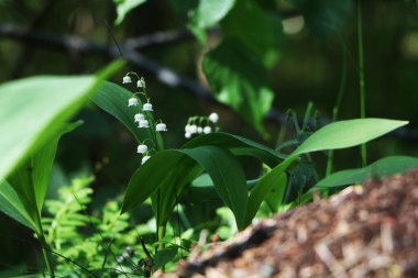 Yaz ormanındaki vadinin güzel zambakları. Ormandaki vadideki zambaklar bir karınca yuvasının arka planında