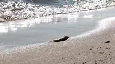 Ekolojik felaket. Yaz sahilinde deniz sörfü. Deniz kıyısındaki tatil beldesinde. 