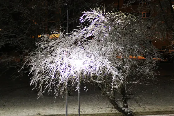 冬天的夜晚 树上灯火通明 一棵被雪覆盖着的树 黄昏时被照亮了 图库图片