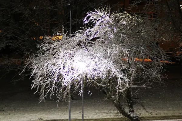 Arbre Illuminé Nuit Hiver Arbre Couvert Neige Illuminé Soir Image En Vente