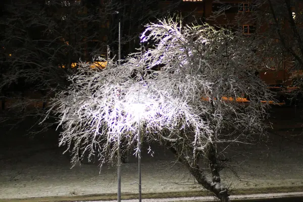 冬天的夜晚 树上灯火通明 一棵被雪覆盖着的树 黄昏时被照亮了 图库图片